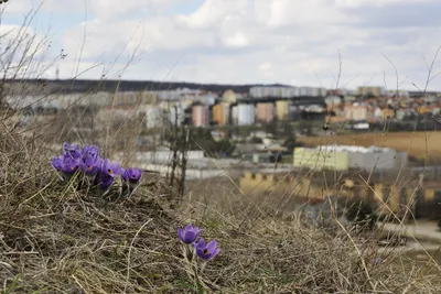 Koniklece rostou i na Stránské skále