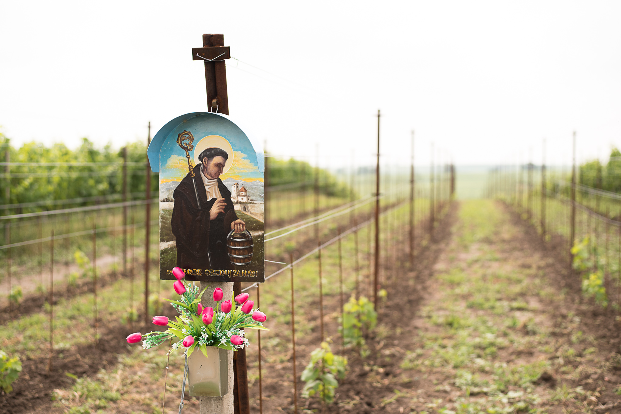Procházka mezi vinicemi u Čejkovic