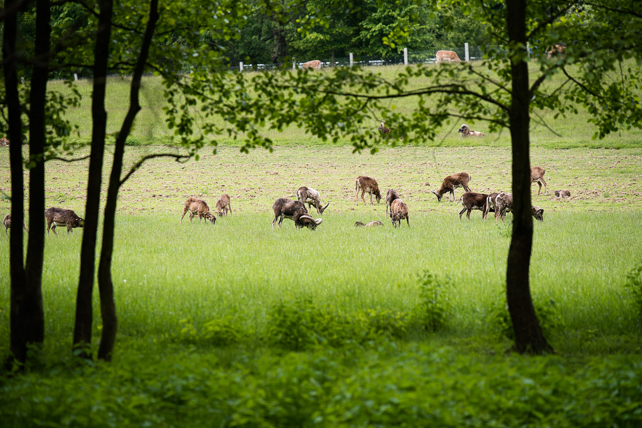 Pozorovatelna muflonů
