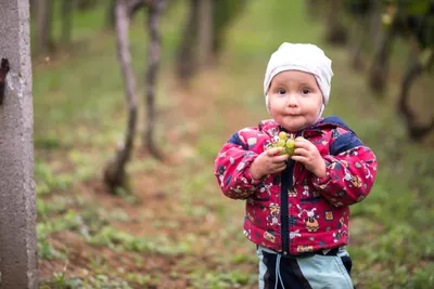 Zodpovědný pracovník na vinobraní musí ochutnat, jestli je víno dostatečně sladké